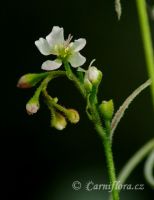 Drosera roraimae - květ
